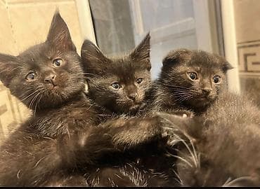 Котята с чёрным окрасом. Большие выразительные глаза, аккуратные ушки at lalafo.kg Котята с чёрным окрасом. Большие выразительные глаза, аккуратные ушки