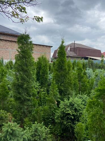 Саженцы деревьев: Туи, Самовывоз, Платная доставка at lalafo.kg Саженцы деревьев: Туи, Самовывоз, Платная доставка