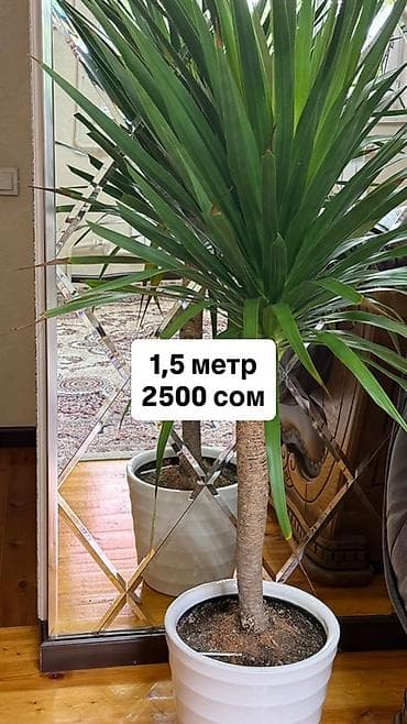 Комнатные растения в горшках. 1) Юкка – высота 1,5 метра. Плотная at lalafo.kg Комнатные растения в горшках. 1) Юкка – высота 1,5 метра. Плотная