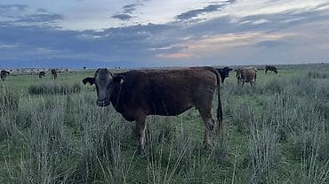 Продаю | Корова (самка) | Для молока | Нетель at lalafo.kg Продаю | Корова (самка) | Для молока | Нетель