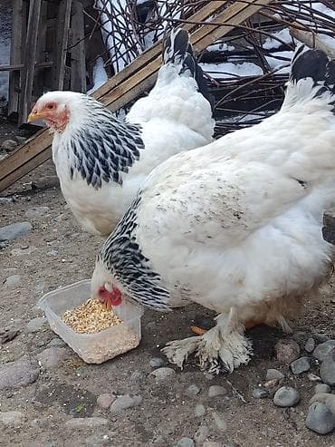 Продаю | Куры | Брама | Для разведения at lalafo.kg Продаю | Куры | Брама | Для разведения