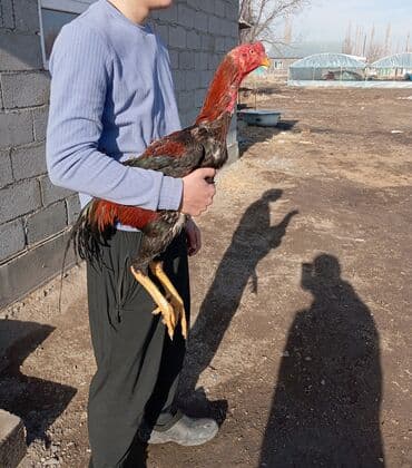 Кант и село маевка если реальный клиент ступка будет at lalafo.kg Кант и село маевка если реальный клиент ступка будет