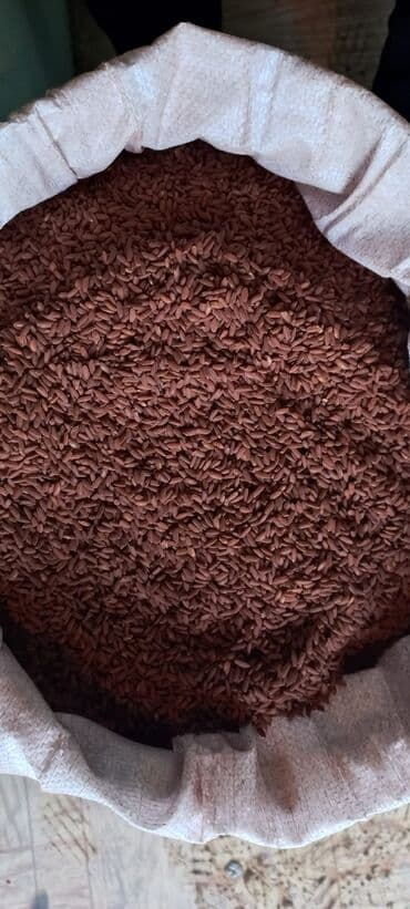 Красный рис в мешках - Цельнозерновой красный рис с оболочкой. Зёрна at lalafo.kg Красный рис в мешках - Цельнозерновой красный рис с оболочкой. Зёрна