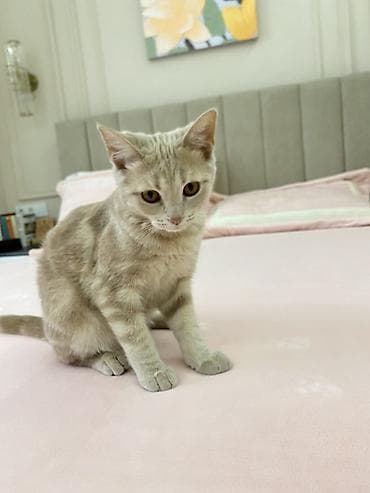 Домашний котёнок, короткошёрстный, кремово-бежевого окраса с нежными at lalafo.kg Домашний котёнок, короткошёрстный, кремово-бежевого окраса с нежными