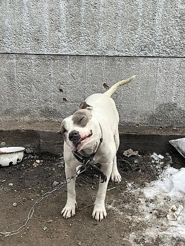 Питбуль, 1 год, Самка at lalafo.kg Питбуль, 1 год, Самка