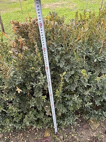 Самшит: Самшит (Buxus) для живой изгороди и бордюров. - Кустарники плотные lalafo.kg да — 2 Самшит: Самшит (Buxus) для живой изгороди и бордюров. - Кустарники плотные — 2