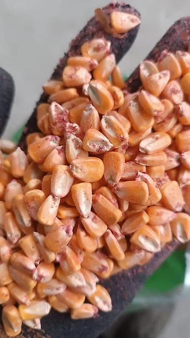 Семена кукурузы на силос at lalafo.kg Семена кукурузы на силос