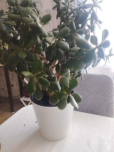 Толстянка (денежное дерево) в декоративном кашпо - Крупный at lalafo.kg Толстянка (денежное дерево) в декоративном кашпо - Крупный