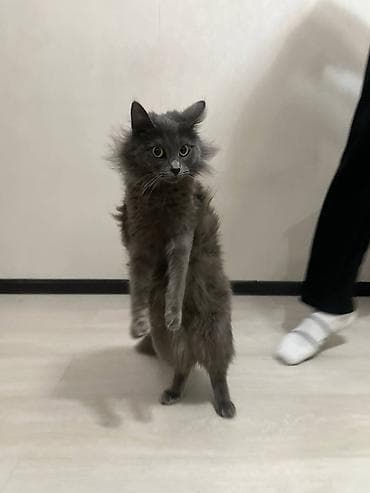 Пушистый серый кот с длинной шерстью и выразительными жёлтыми глазами at lalafo.kg Пушистый серый кот с длинной шерстью и выразительными жёлтыми глазами