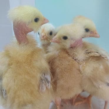 Продаю | Цыплята at lalafo.kg — 1 Продаю | Цыплята — 1