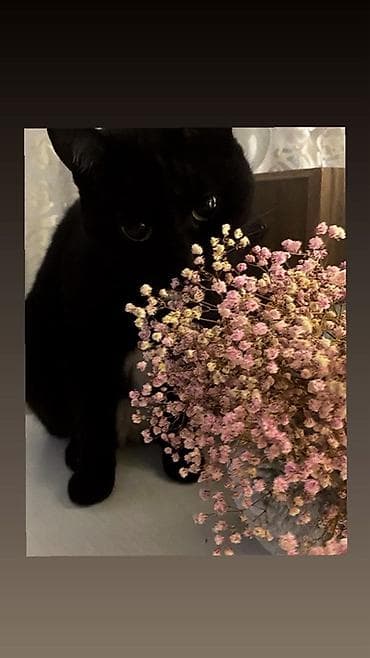 Умная девочка ласковая . Ходит в лоток или на улицу . Охотница at lalafo.kg — 1 Умная девочка ласковая . Ходит в лоток или на улицу . Охотница — 1