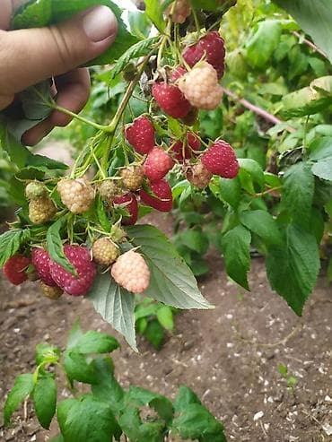 Продаю саженцы малины сорт Полька, высокоурожайный at lalafo.kg Продаю саженцы малины сорт Полька, высокоурожайный