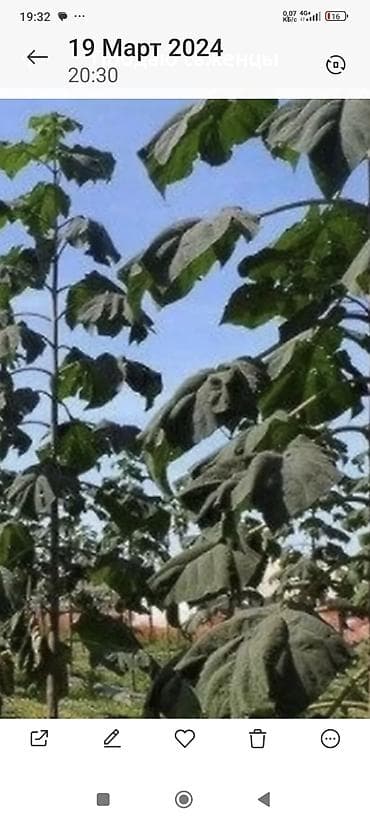 Саженцы at lalafo.kg Саженцы