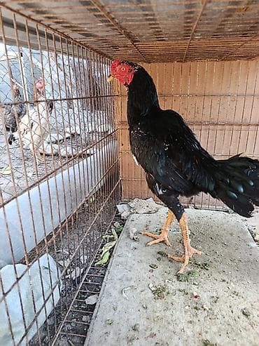 Продаю | Петух | Бойцовая | Для разведения at lalafo.kg Продаю | Петух | Бойцовая | Для разведения