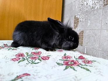 Декоративные пушистый кролики. Особенности: - компактный размер at lalafo.kg — 5 Декоративные пушистый кролики. Особенности: - компактный размер — 5