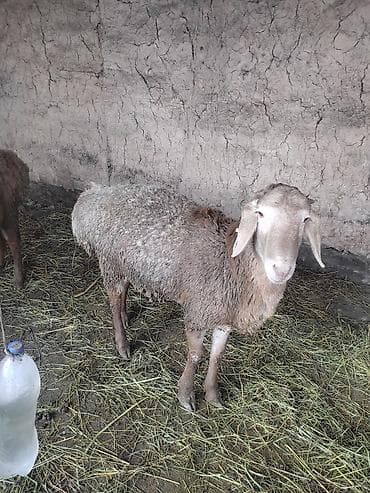 Продаю | Овца (самка) | Для разведения | Матка at lalafo.kg Продаю | Овца (самка) | Для разведения | Матка