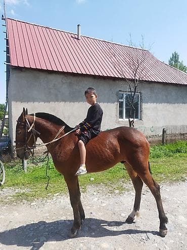 Продаю | Жеребенок | Конный спорт at lalafo.kg Продаю | Жеребенок | Конный спорт