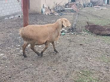 Продаю | Овца (самка) | Гиссарская | Для разведения | Котные, Ярка at lalafo.kg Продаю | Овца (самка) | Гиссарская | Для разведения | Котные, Ярка