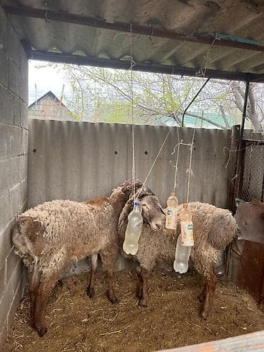 Продаю | Баран (самец) | Для разведения at lalafo.kg Продаю | Баран (самец) | Для разведения