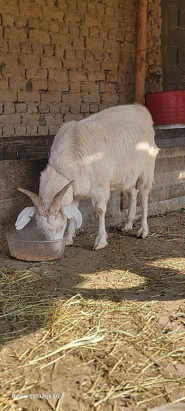 Продаю | Коза (самка) | Для молока at lalafo.kg Продаю | Коза (самка) | Для молока