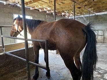 Продаю | Конь (самец) | На забой, Для разведения at lalafo.kg Продаю | Конь (самец) | На забой, Для разведения