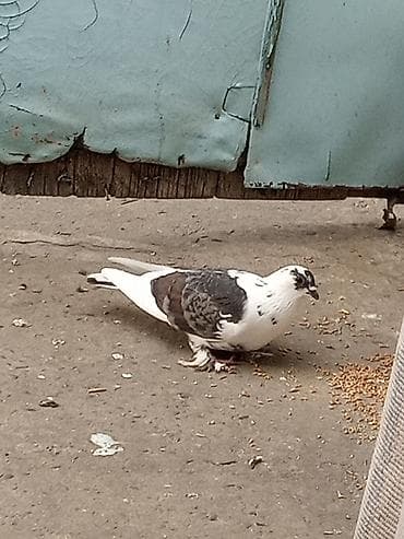 Порода: декоративный голубь, окрас пегий (черно-бело-серый), с at lalafo.kg Порода: декоративный голубь, окрас пегий (черно-бело-серый), с