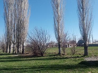 Тополина аллея/деревья для озеленения и защиты участка. - Порода at lalafo.kg Тополина аллея/деревья для озеленения и защиты участка. - Порода