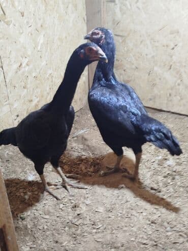 Продаю | Куры at lalafo.kg Продаю | Куры