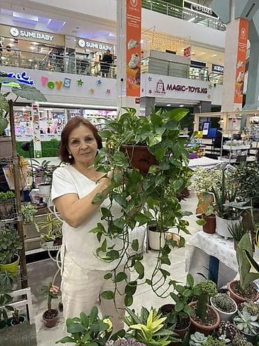 Эпипремнум (плющ-потос) ампельный в подвесном горшке - Декоративная at lalafo.kg Эпипремнум (плющ-потос) ампельный в подвесном горшке - Декоративная