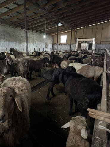 Продаю | Овца (самка) | Полукровка | Для разведения | Матка at lalafo.kg Продаю | Овца (самка) | Полукровка | Для разведения | Матка