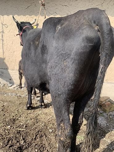 Продаю | Корова (самка) | Для молока | После отела at lalafo.kg Продаю | Корова (самка) | Для молока | После отела