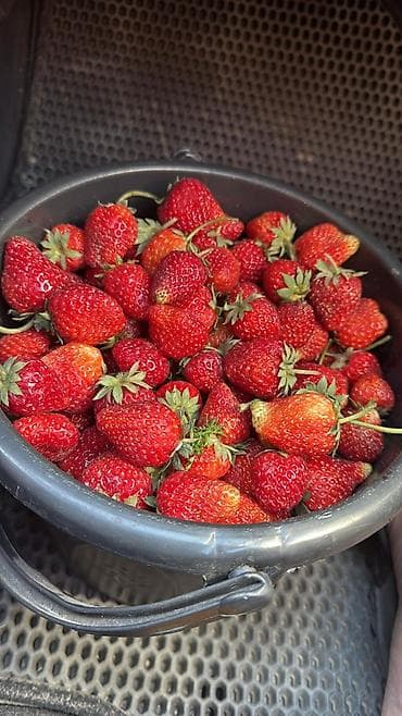 Клубника at lalafo.kg Клубника