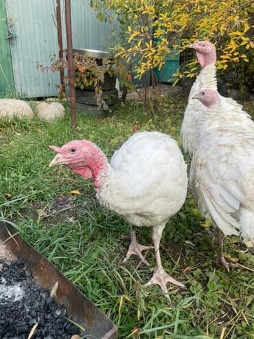 Продаю | Индюк (самец) | Бройлерная | Для разведения at lalafo.kg Продаю | Индюк (самец) | Бройлерная | Для разведения