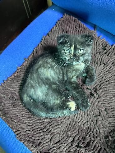 🐾 Продаётся шотландский котёнок 🐱 Очень милый, ласковый и красивый at lalafo.kg 🐾 Продаётся шотландский котёнок 🐱 Очень милый, ласковый и красивый