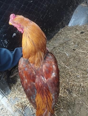 Продаю | Петух | Бойцовая | Для разведения at lalafo.kg Продаю | Петух | Бойцовая | Для разведения