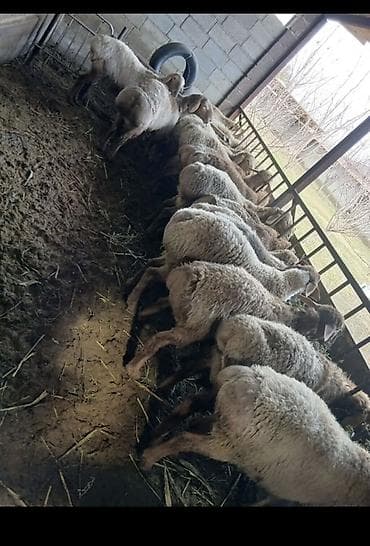 Продаю | Ягненок | Для разведения at lalafo.kg Продаю | Ягненок | Для разведения