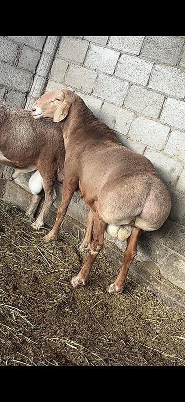 Продаю | Баран (самец) | Арашан | Для разведения | Племенные at lalafo.kg — 1 Продаю | Баран (самец) | Арашан | Для разведения | Племенные — 1