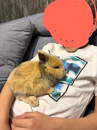 Деңиз чочколору: Продается декоративный кролик породы "львиная головка". Возраст 2.5 lalafo.kg да — 2 Деңиз чочколору: Продается декоративный кролик породы "львиная головка". Возраст 2.5 — 2