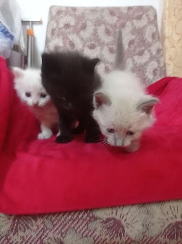 Очаровательные котята, помёт из 5 малышей. Окрас на выбор: - черный lalafo.kg да Очаровательные котята, помёт из 5 малышей. Окрас на выбор: - черный