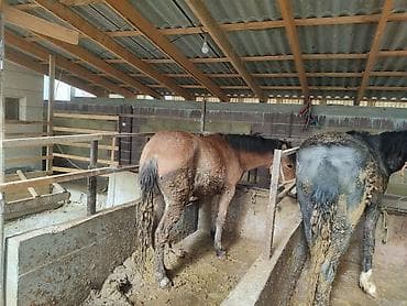 Продаю | Кобыла (самка) | Для разведения at lalafo.kg Продаю | Кобыла (самка) | Для разведения