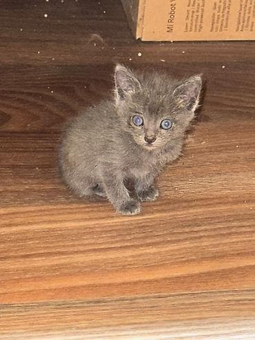 Котята в добрые руки. На фото — подкидыши в коробке, нашли на at lalafo.kg Котята в добрые руки. На фото — подкидыши в коробке, нашли на