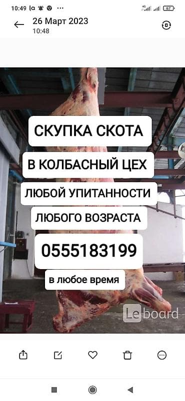 Колбасный цех : Коровы, быки, Лошади, кони, | Круглосуточно, Любое состояние, Забитый at lalafo.kg Колбасный цех : Коровы, быки, Лошади, кони, | Круглосуточно, Любое состояние, Забитый