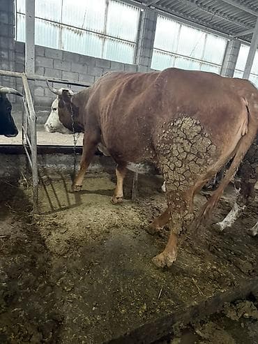 Продаю | Корова (самка) | Симментальская | Для разведения | Племенные at lalafo.kg Продаю | Корова (самка) | Симментальская | Для разведения | Племенные