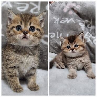 Продаются 2котёнка шотландской породы чистокровные, 2 девочки скотиш at lalafo.kg Продаются 2котёнка шотландской породы чистокровные, 2 девочки скотиш