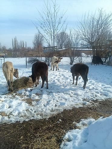 Продаю | Музоо, торпок | Полукровка | На откорм at lalafo.kg Продаю | Музоо, торпок | Полукровка | На откорм