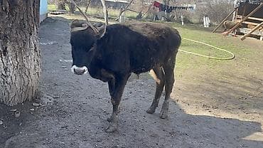 Datsun: Продаю | Бык (самец) | На откорм | Привязанные at lalafo.kg — 6 Datsun: Продаю | Бык (самец) | На откорм | Привязанные — 6