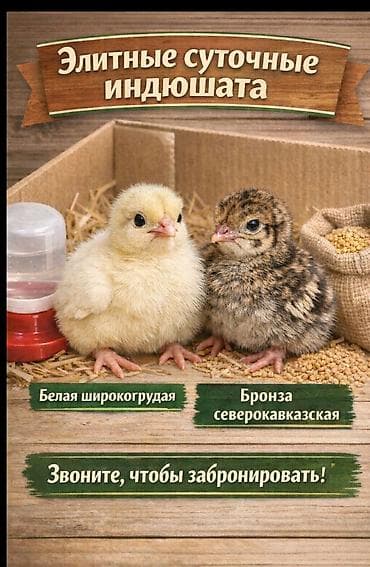 Продаю | Индюшата | Северокавказская | Для разведения | Племенные at lalafo.kg Продаю | Индюшата | Северокавказская | Для разведения | Племенные