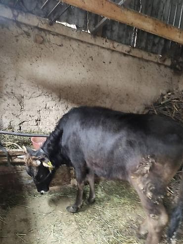 Продаю | Тёлка | На откорм | Привязанные at lalafo.kg Продаю | Тёлка | На откорм | Привязанные