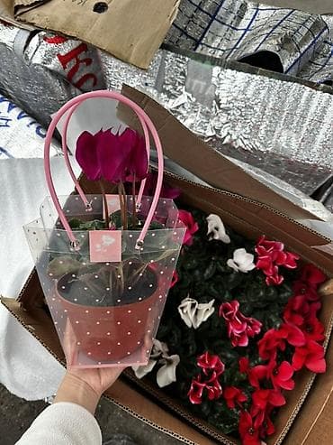 Комнатные цветы в горшках — готовые подарочные варианты в декоративных at lalafo.kg Комнатные цветы в горшках — готовые подарочные варианты в декоративных