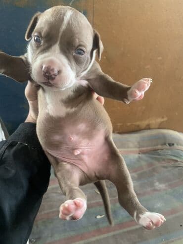 Ковролин: Щенки питбуля и амстаффа lalafo.kg да — 4 Ковролин: Щенки питбуля и амстаффа — 4